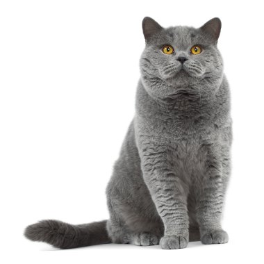 Foder til katte med særlige behov