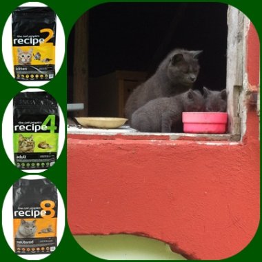 The Cat People's Recipe 