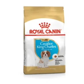 Cavalier King Charles Puppy 1,5 kg