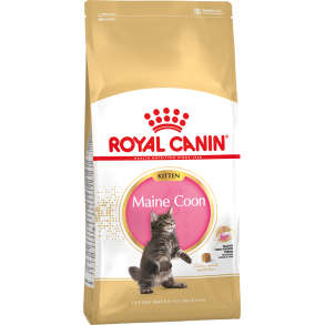 Kitten Maine Coon 
